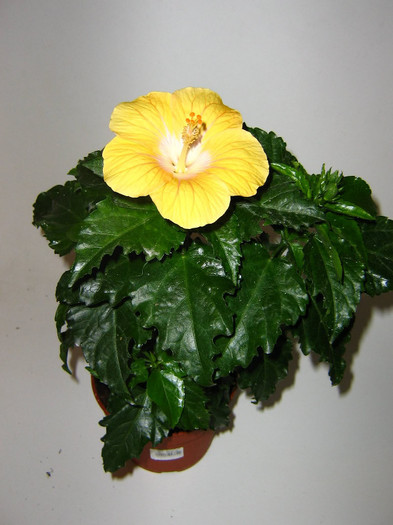 2150948910075666569pfjtTx_fs