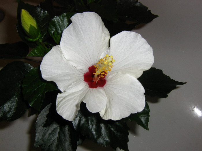 2170542960075666569gWWxIt_fs