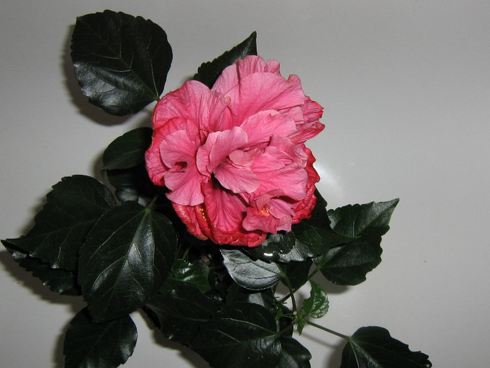 2187254660075666569IuDIFr_fs