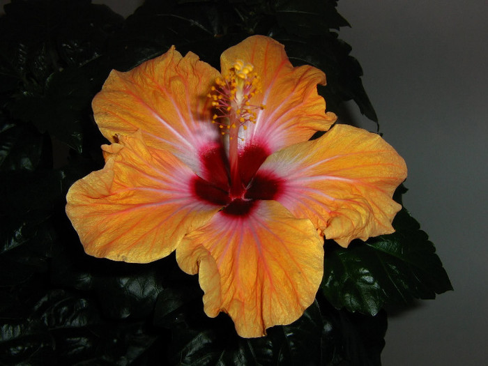 2216240900075666569CSZPMZ_fs