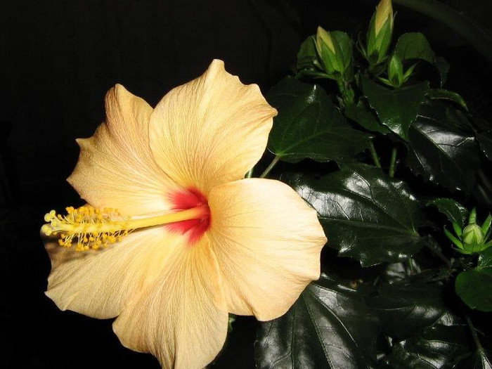 2219186490075666569chktsF_ph