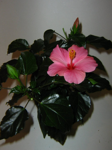 2253739540075666569cnPGxx_fs