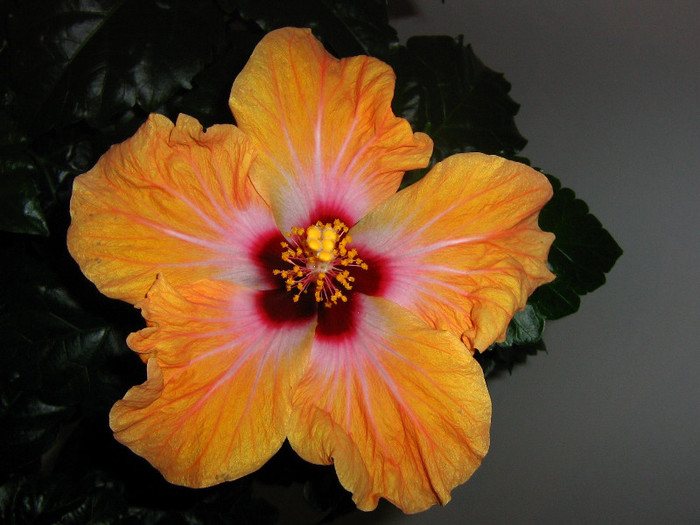 2262006050075666569gRbvMR_fs