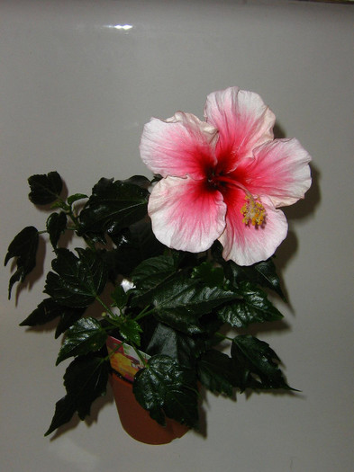 2273642610075666569TBtwqB_fs