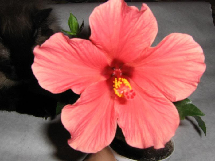 2275066740075666569qDmSSt_ph