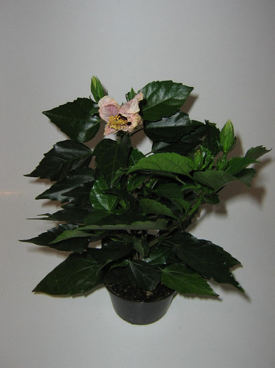 2277153890075666569azLUaT_fs