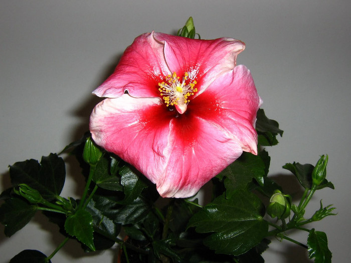 2295054570075666569zWRxth_fs