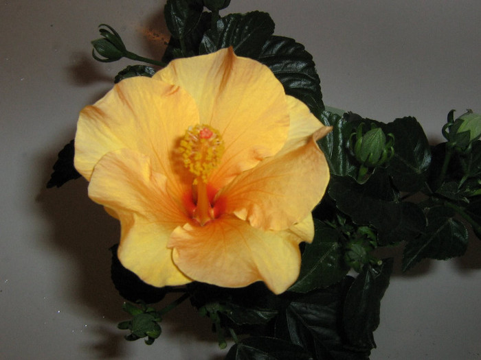 2312101340075666569WjAdqy_fs