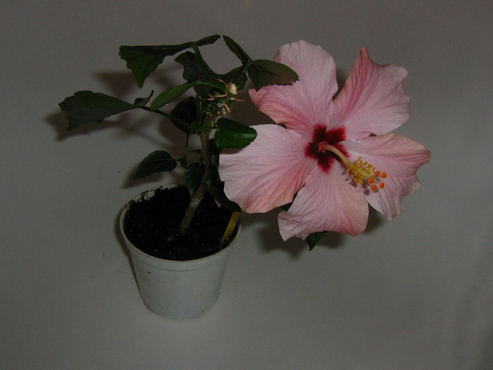 2319447430075666569rxLoIN_fs