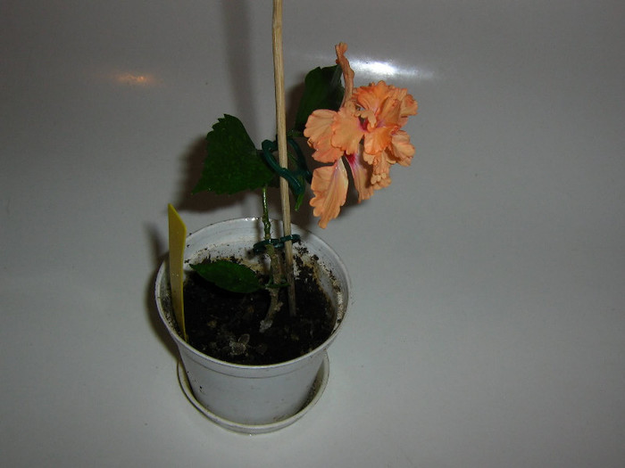 2322380660075666569RBFLsg_fs