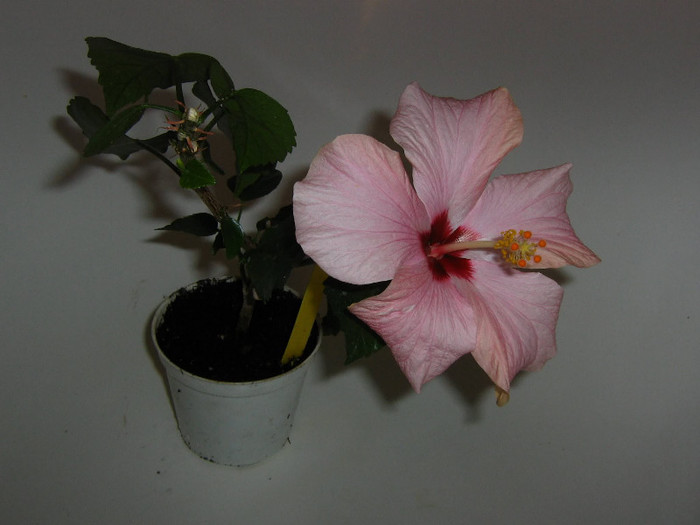 2327119940075666569PKefda_fs