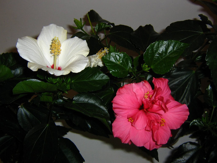 2337986850075666569ktqRza_fs