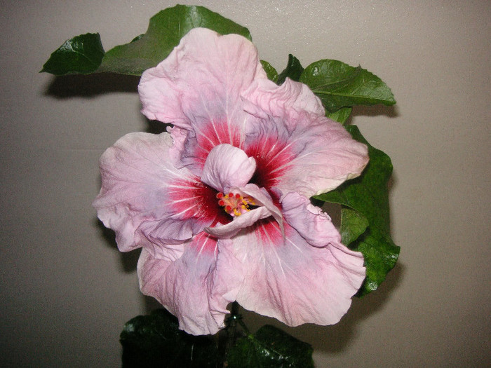 2350523900075666569pjCLVW_fs