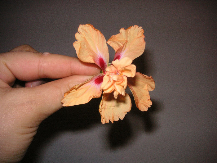 2354263260075666569PJWMli_fs