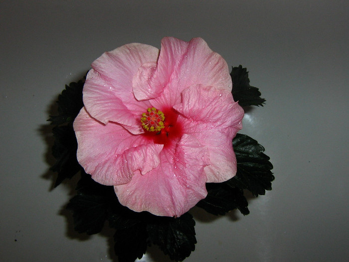 2357811310075666569swDDAG_fs