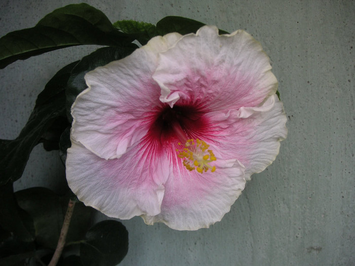 2358338880075666569cPSYZv_fs