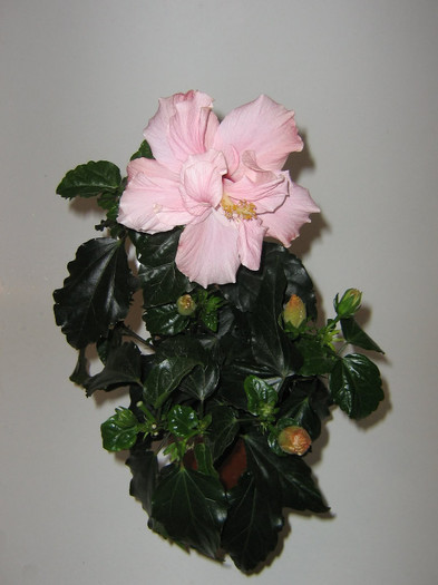 2368390230075666569wGrfOm_fs