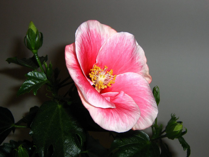 2371909970075666569MGkfZt_fs