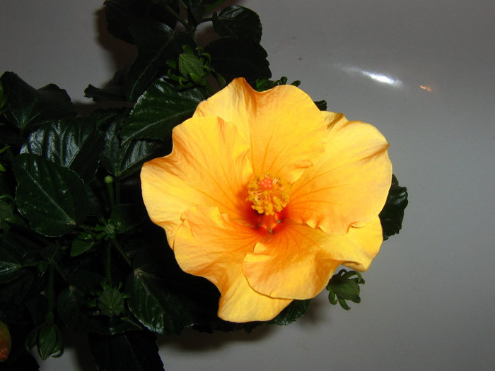 2372932070075666569PfCbnk_fs