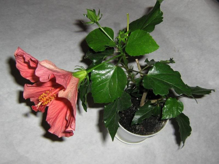 2387918600075666569xqxJLX_ph