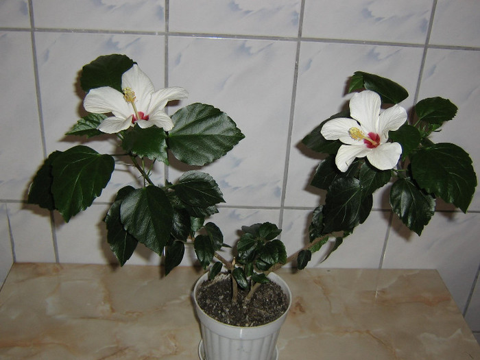 2389649370075666569JfpCiA_fs