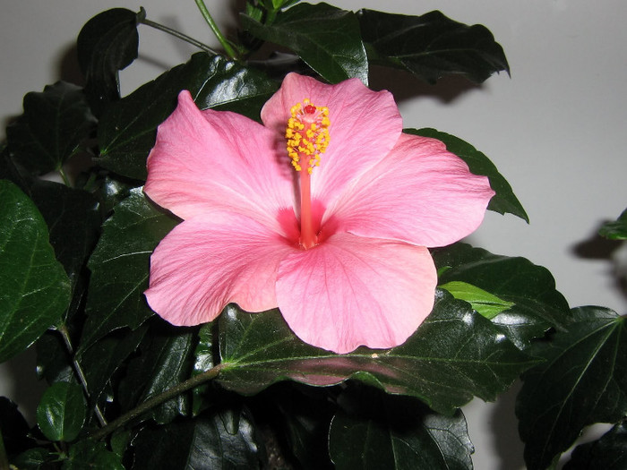 2407805240075666569uzzOrD_fs