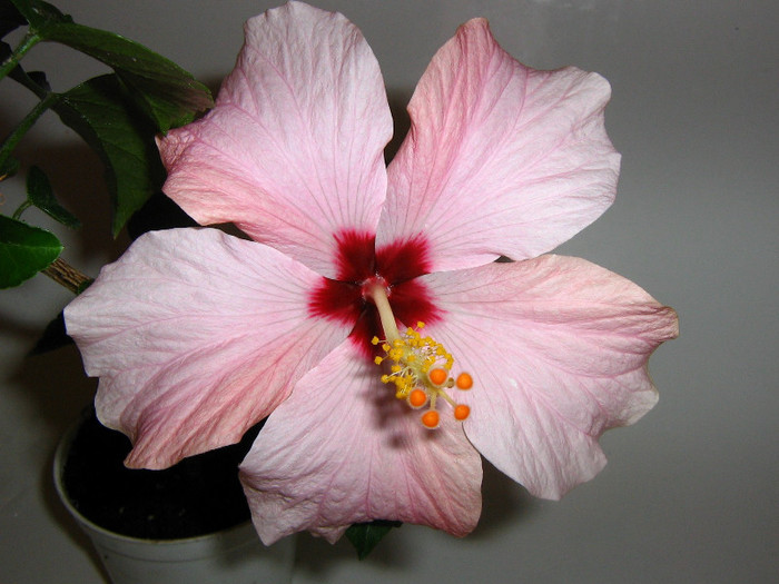 2415926150075666569Fbrvbr_fs