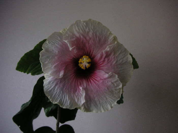 2421900730075666569otKQwY_fs