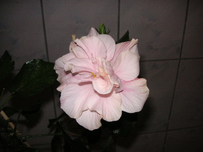 2425646740075666569bfdUYh_fs