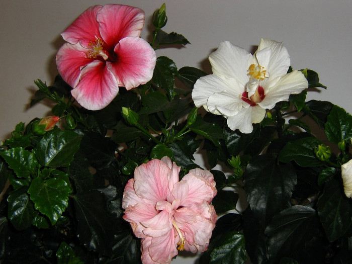 2426190670075666569qKTrCw_fs