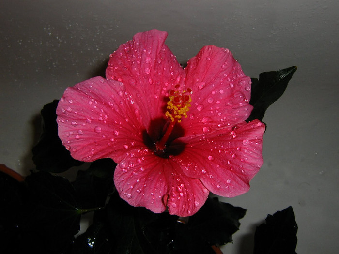 2430087410075666569uwXhPi_fs - Hibiscusi