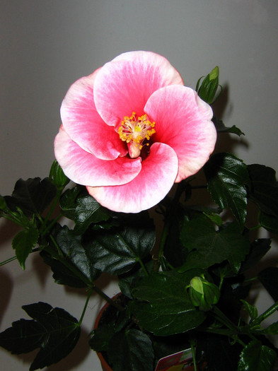 2430990580075666569erZKHW_fs - Hibiscusi