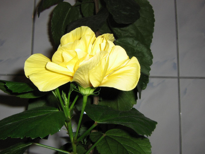 2432473920075666569xOshfn_fs - Hibiscusi