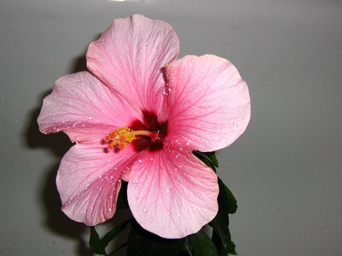 2433586780075666569Zzpdgd_fs - Hibiscusi