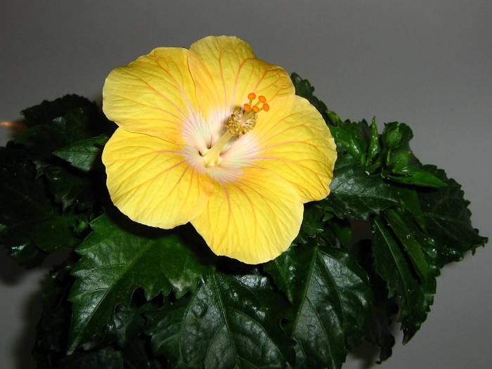 2436537100075666569iXxUOJ_fs - Hibiscusi