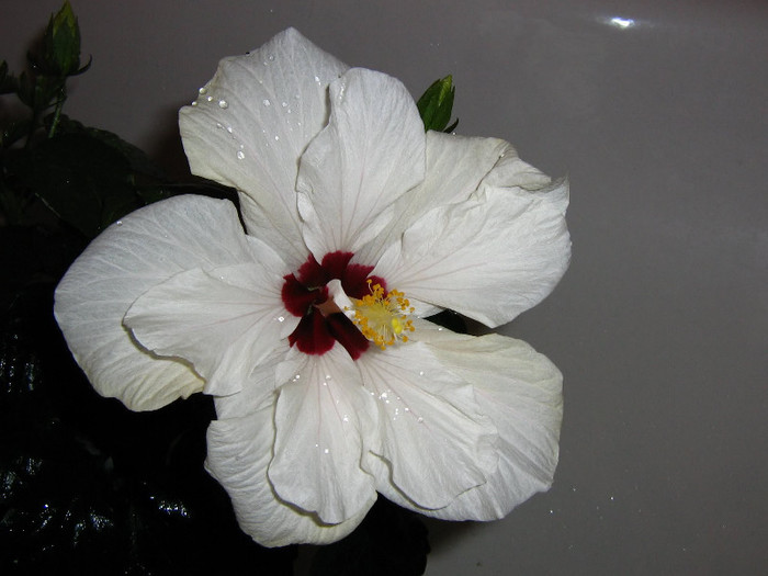 2440801160075666569NNIqnJ_fs - Hibiscusi