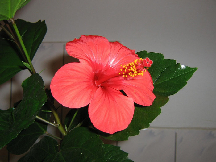 2445574850075666569RrnYaa_fs - Hibiscusi