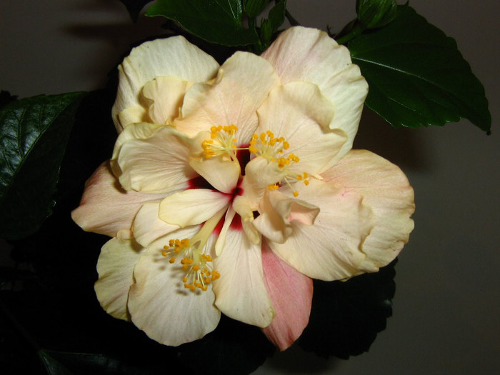 2447409440075666569OtbNGC_fs - Hibiscusi