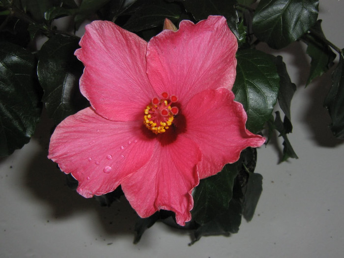 2449375670075666569SKHnRk_fs - Hibiscusi