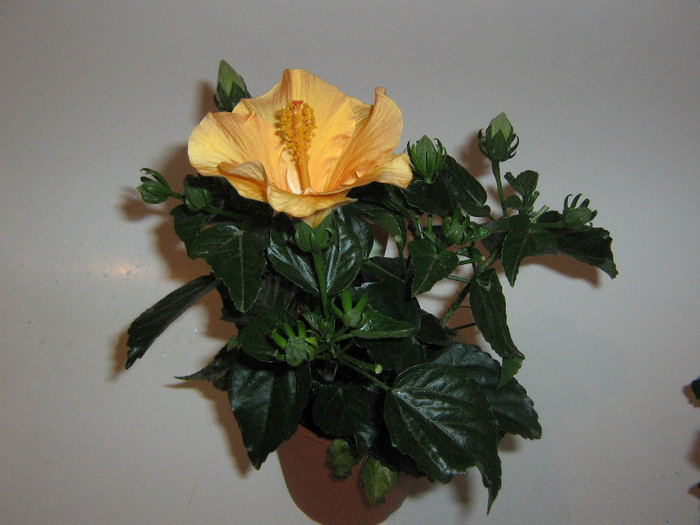 2454341570075666569pDcqlc_fs - Hibiscusi