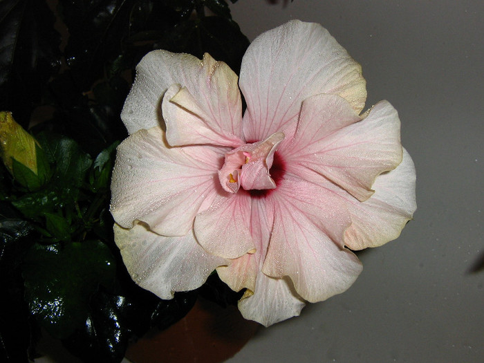 2463302990075666569TVNJrD_fs - Hibiscusi