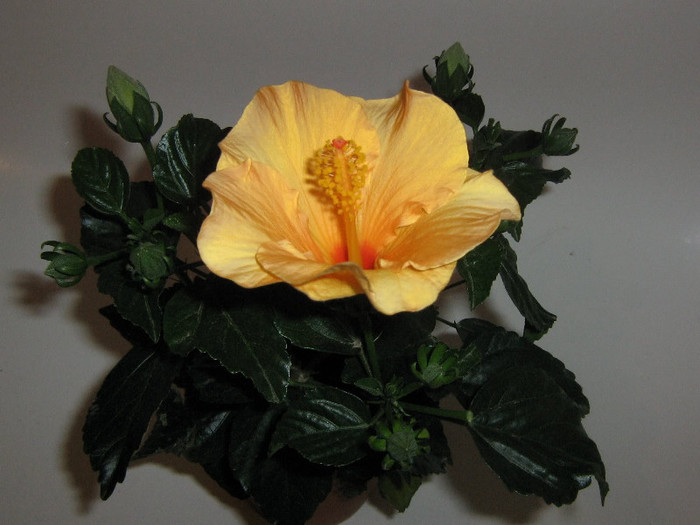 2491413410075666569vopezT_fs - Hibiscusi