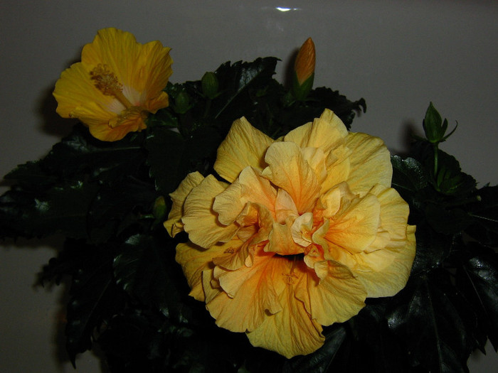 2492918070075666569fVgPUt_fs - Hibiscusi