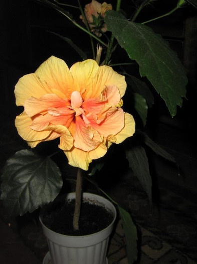 2493927190075666569FsQDCs_ph - Hibiscusi