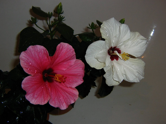 2496419360075666569kGcbxQ_fs - Hibiscusi