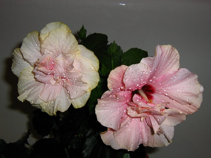 2503622880075666569gWCiIo_fs - Hibiscusi