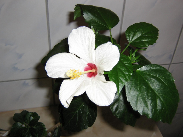 2507670370075666569qIAnWh_fs - Hibiscusi