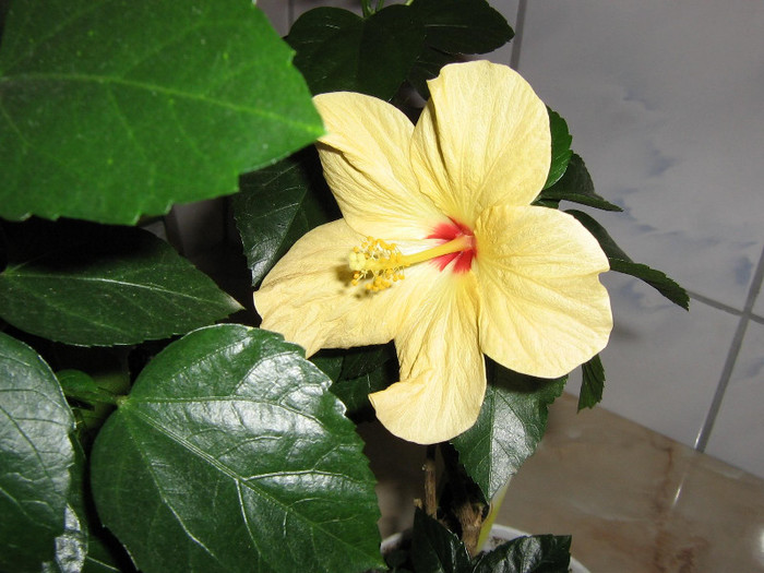 2508546210075666569mOGcFO_fs - Hibiscusi