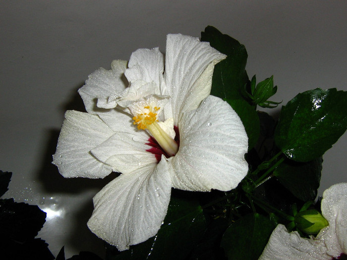 2508735860075666569IbizvM_fs - Hibiscusi