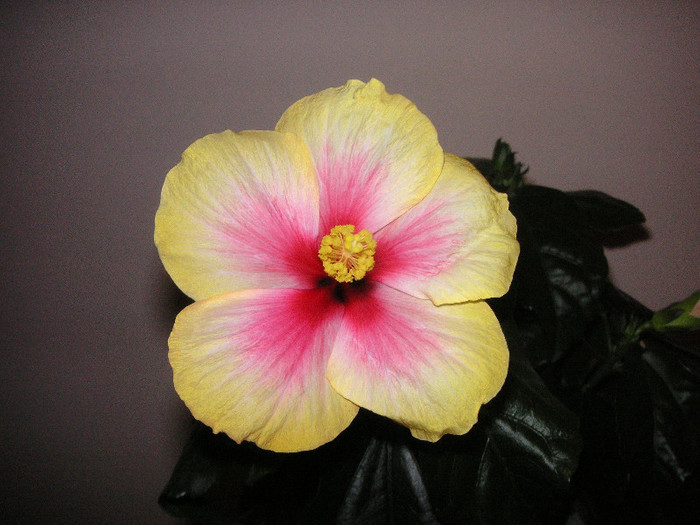 2509142840075666569IkrhKU_fs - Hibiscusi